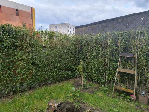 Liguster haag 2.5m / 3m  NIEUWE LAGE PRIJS, Tuin en Terras, Planten | Tuinplanten, Vaste plant, Overige soorten, Ophalen