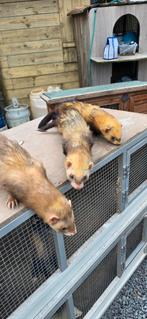 3 volwassen tamme fretten te koop