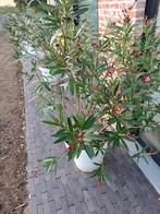Oleander, Tuin en Terras, Planten | Tuinplanten, Volle zon, Vaste plant, Zomer, Ophalen