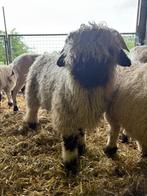 Walliser Schwarznase ramlam, 12/02/2025, Mannelijk, Schaap, 0 tot 2 jaar