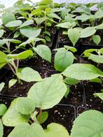 kiwi planten, Ophalen