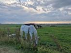 Leuke springgefokte merrie te koop met goede stamboom, Merrie, Springpaard, Gechipt, 170 tot 175 cm