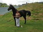 Prachtige, lieve KWPN merrie, Dieren en Toebehoren, Paarden, Merrie, Springpaard, Gechipt, L