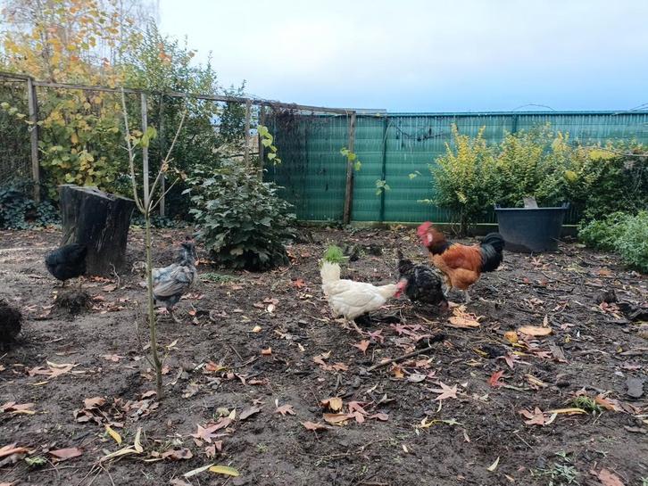 Vier kippen en 1 haan, Dieren en Toebehoren, Pluimvee