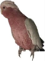Split man roze kaketoe te koop., Mannelijk, Papegaai, Geringd