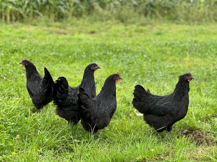 Jonge tamme Australorp kippen gesekst en ingeënt, Animaux & Accessoires, Volatiles, Poule ou poulet, Femelle