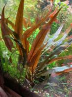 Aquariumplant Cryptocoryne Bruin, Ophalen, Nieuw, Plant(en), Steen of Hout