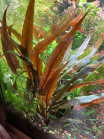 Aquariumplant Cryptocoryne Bruin beschikbaar voor biedingen