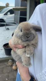 Minilop konijntjes, Dieren en Toebehoren, Konijnen, Vrouwelijk, Dwerg