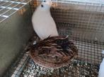 Kwartels Jumbo, Dieren en Toebehoren, Vogels | Duiven