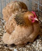 Cochinkriel buff-zwartcolumbia, Dieren en Toebehoren