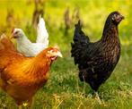 Legkippen 6 maanden oud - 18 rassen + benodigdheden, Dieren en Toebehoren, Pluimvee, Kip