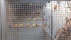 Kanaries alle kleuren geel 15euro rode 20euro, Dieren en Toebehoren, Vogels | Kanaries, Meerdere dieren, Kleurkanarie