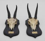 2 x schedel MOUNTAIN REEDBUCK op solide zwart houten schild, Verzamelen, Ophalen of Verzenden, Gebruikt, Wild dier, Schedel