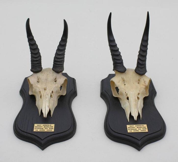 2 x schedel MOUNTAIN REEDBUCK op solide zwart houten schild, Verzamelen, Dierenverzamelingen, Gebruikt, Schedel, Wild dier, Ophalen of Verzenden