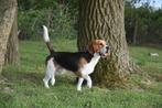 Herplaatser Beagle reu van 1 jaar, Dieren en Toebehoren, Honden | Beagles, Bassets en Lopende honden, België, Beagle, Reu, CDV (hondenziekte)