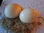 2 mooie eieren van struisvogel, Ophalen of Verzenden