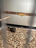 Charcoal zebravink pop, Animaux & Accessoires, Bagué