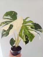 Monstera white snow, Huis en Inrichting, Kamerplanten, Ophalen of Verzenden