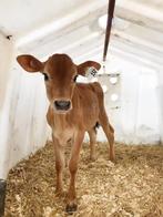 GEZOCHT kalf Jersey Vaars, Dieren en Toebehoren, Runderen