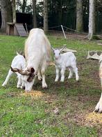 Girgentana geiten, Dieren en Toebehoren, Schapen, Geiten en Varkens, Meerdere dieren, 0 tot 2 jaar, Geit