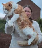 Polydactyl Maine Coon dekkater met stamboom, Dieren en Toebehoren, Katten en Kittens | Raskatten | Langhaar, Kater, Gechipt