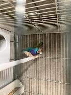 Goulds blauw x split blauw