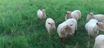Brebis avec agnelle Lakens Schaap, Animaux & Accessoires, Moutons, Chèvres & Cochons, Mouton, Femelle, 0 à 2 ans