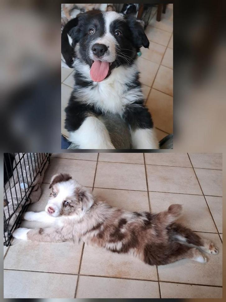 Doux chiots bergers australiens à la ferme, parents présents, Animaux & Accessoires, Chiens | Bergers & Bouviers, Plusieurs animaux