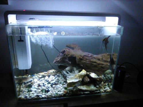 superfish home 80 aquarium met toebehorende, Animaux & Accessoires, Poissons | Aquariums & Accessoires, Comme neuf, Aquarium d'eau douce rempli