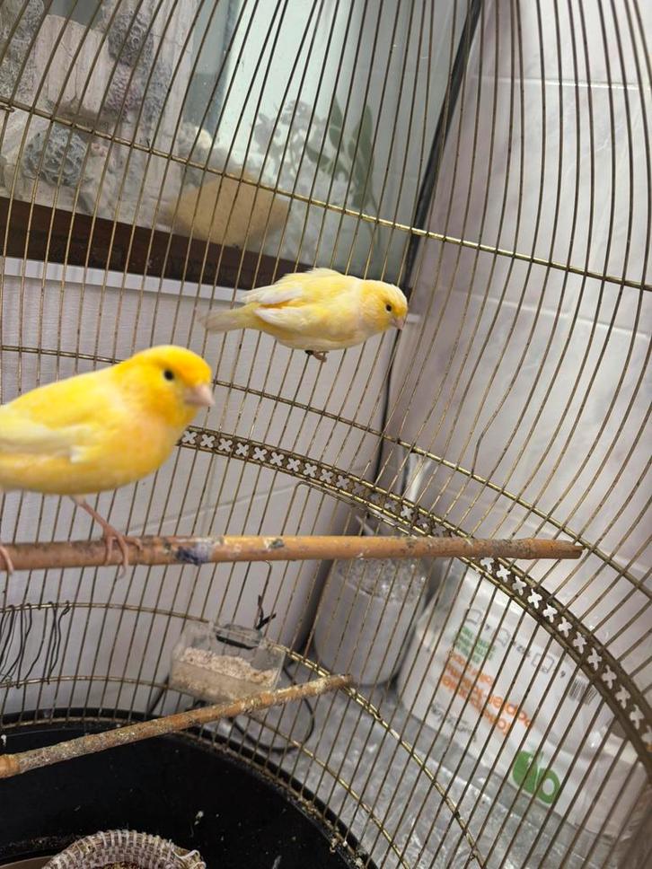 Canaries, Animaux & Accessoires, Oiseaux | Canaris, Canari chanteur, Sexe inconnu