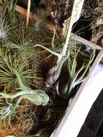 Tillandsia Caput Méduse, Enlèvement ou Envoi