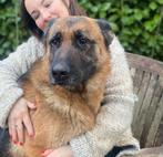 Duitse herder teef 4 jaar - Elena, Dieren en Toebehoren, Honden | Herdershonden en Veedrijvers, België, Fokker | Hobbymatig, CDV (hondenziekte)