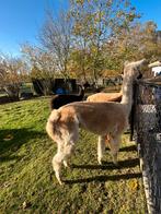 Groep alpaca’s samen of apart te koop, Dieren en Toebehoren, Overige Dieren, Juni, Meerdere dieren