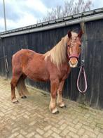 Knappe 6-jarige Karakachan ruin, Dieren en Toebehoren, Pony's, E pony (1.48m - 1.57m), Met stamboom, Ruin, Niet van toepassing