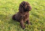 Chiots Labradoodle à vendre, Chien (mâle), Autres races, Belgique, Un chien