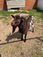 Chocostippel Tan Dwerggeitenbok, Dieren en Toebehoren, Schapen, Geiten en Varkens, Mannelijk, Geit, 3 tot 5 jaar
