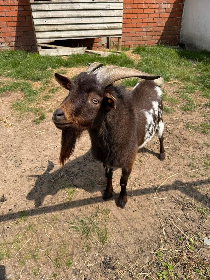Chocostippel Tan Dwerggeitenbok, Dieren en Toebehoren, Schapen, Geiten en Varkens, Geit, Mannelijk, 3 tot 5 jaar