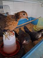 4 krielhennetjes, Dieren en Toebehoren