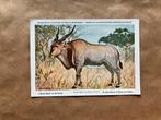 Beschermde Zoogdieren In Belgisch Congo Nr. 20 Reus Eland, Verzamelen, Ophalen of Verzenden, Ongelopen, Wild dier