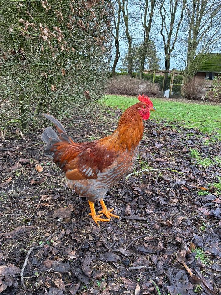 2 gratis hanen te geef - gratis, Dieren en Toebehoren, Vogels | Overige Vogels, Mannelijk, Tam