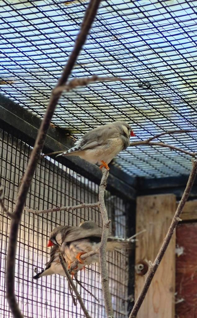 12 zebravinken, Animaux & Accessoires, Oiseaux | Oiseaux Autre