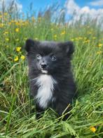 Dwergkees/ kleinkees pomeriaan, Dieren en Toebehoren, België, Keeshond, Reu, CDV (hondenziekte)