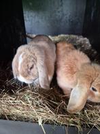 dwergkonijntjes koppeltje broer en zus, Dieren en Toebehoren, Konijnen, Meerdere dieren, Dwerg, Hangoor, 0 tot 2 jaar