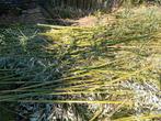 Bambou, Tuin en Terras, Planten | Tuinplanten, Ophalen