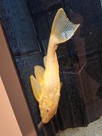 Albino plecostomus, Dieren en Toebehoren, Vis, Zoetwatervis