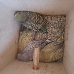 Babyparkieten, Dieren en Toebehoren, Vogels | Overige Vogels