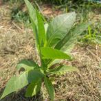 Nicotiana tabacum - variété Adiyaman - 400 graines, Graine, Plein soleil, Printemps, Envoi