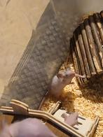 Naakte muizen, Dieren en Toebehoren, Augustus, Muis, Mannelijk, Tam