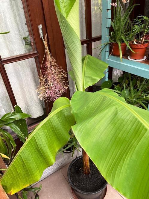 Musa Bananenplant, Huis en Inrichting, Kamerplanten, Fruitplant, 150 tot 200 cm, Bloeiende kamerplant, Volle zon, Ophalen